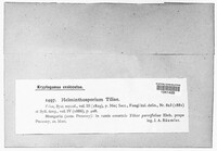 Exosporium tiliae image